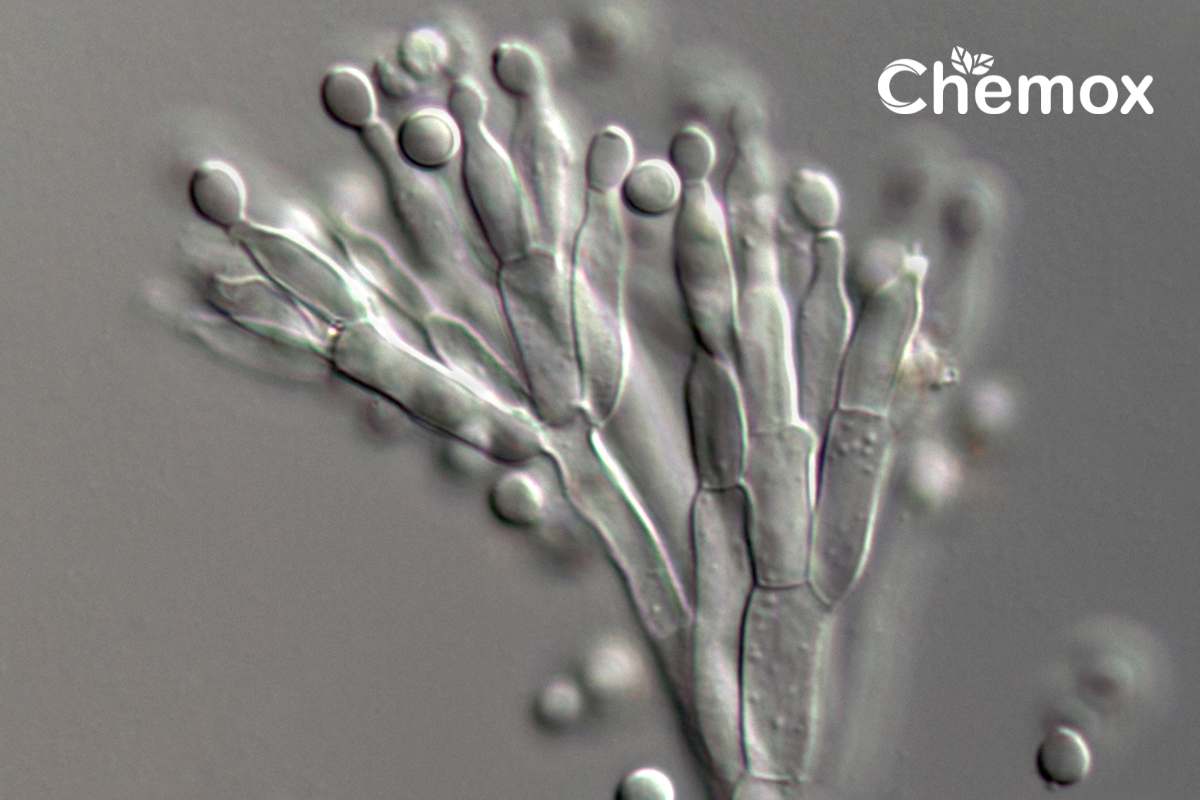 Fluconazole API Uses